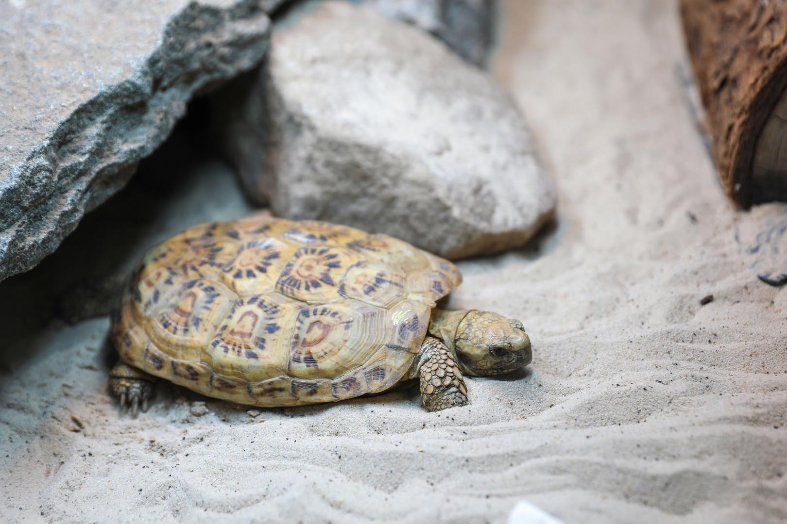 Pancake tortoise looking to the right IMAGE: Allie McGregor 2024